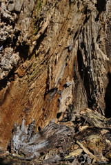Old cracks ramshackle tree trunk texture, blurry background, vertical close up detail