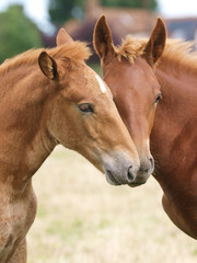 Two Foals Playing