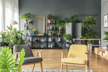 Gray and yellow armchair in spacious living room interior with plants on metal rack against black wall