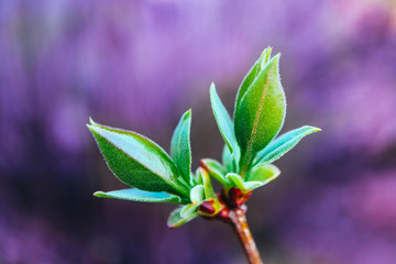 Green leaves buds, macro view, spring backdrop.