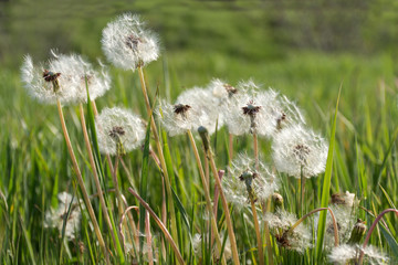 Dandelions on green grass