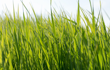 Fototapeta premium Green blurred background