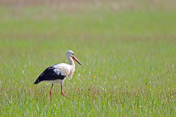 Ein Weißstorch (Ciconia ciconia) auf einer Wiese im Frühling im Naturschutzgebiet Mönchbruch bei Frankfurt, Deutschland.