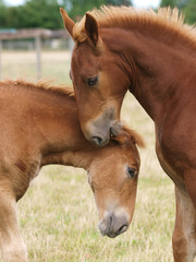 Two Foals Playing