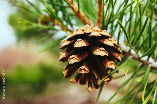 A Bright Evergreen Pine Three With Pine Cone On The Branch
