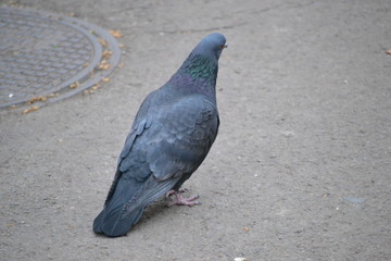 Pigeon in natural surroundings 