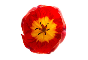 red tulip flower isolated