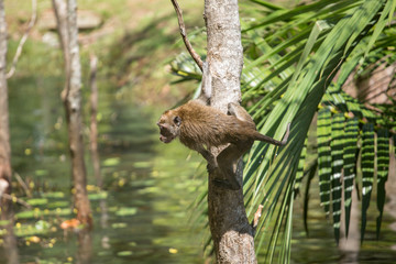 A cute monkey lives in a natural forest of Thailand.
