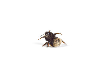 Makro einer Hummel (Bombus) freigstellt