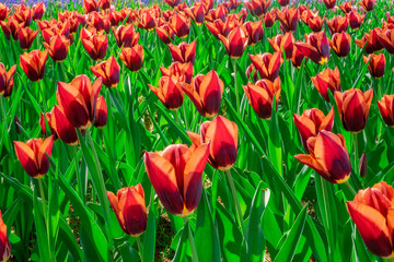 Blooming Tulip