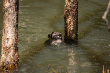 A cute monkey lives in a natural forest of Thailand.