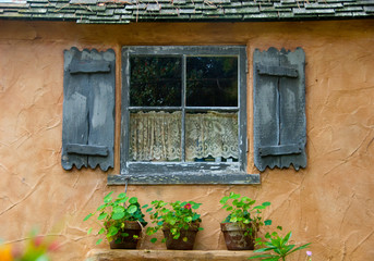 Plants, Shutter and Window