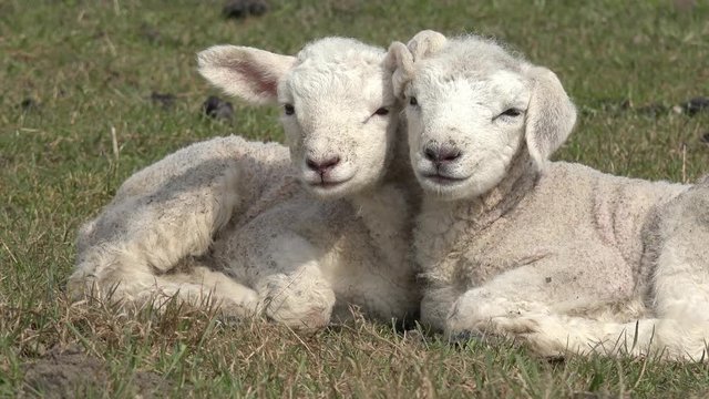 two white lambs lying on pasture