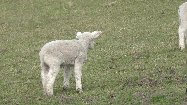 Lambs standing  on pasture and run away