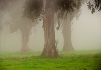 Mysterious scene, Fog and Eucalyptus