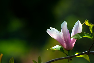Fototapeta premium blooming flowers