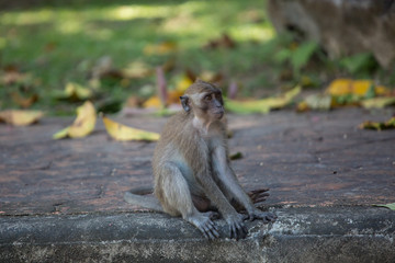 Obraz premium A cute monkey lives in a natural forest of Thailand.