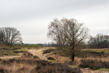 Trees in a heather landscape in the winter season
