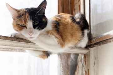 Трехцветная кошка отдыхает и лежит на окне