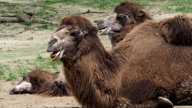 Bactrian camel (Camelus bactrianus) resting on the ground. Two Humps Bactrian camel