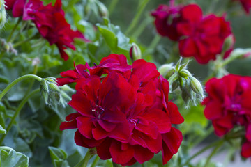 Blossoming red geraniums