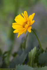 Obraz premium Yellow camomiles