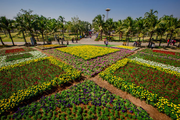 The flowers are large and beautiful people come to see. In khon kaen