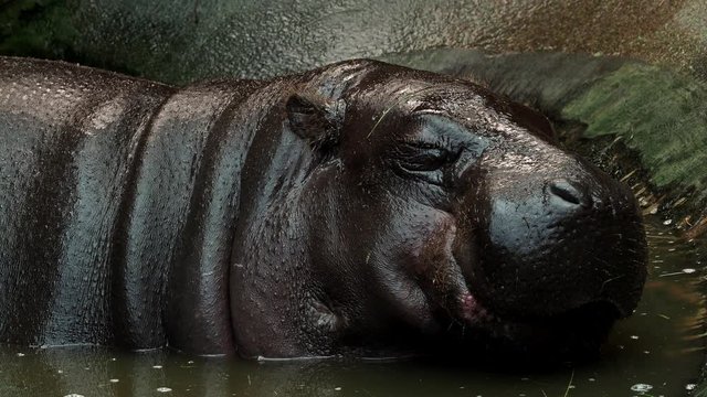 Pygmy hippopotamus in water - Hexaprotodon liberiensis. Liberian Hippo.