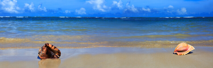 Two shells on tropical beach.