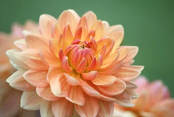 Foto op Plexiglas Dahlia Closeup of a pastel colored dahlia flower 