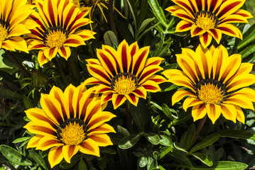 Gazanias flower