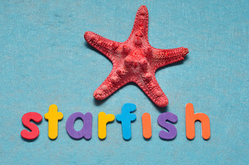 A red starfish with the word star on a blue background