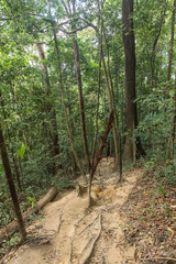 Scenic forest of fresh green deciduous trees framed by leaves, with the sun casting its warm rays through the foliage