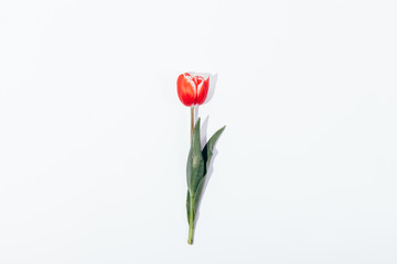 One red tulip on a white background