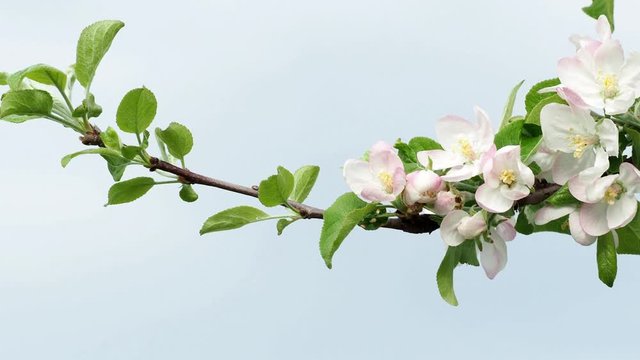 Apple blossoms on a background of blue sky. Spring flowers. 