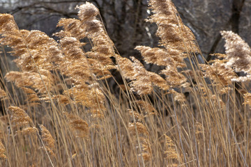 Fototapeta premium the nature of the Moscow region in the first days after winter