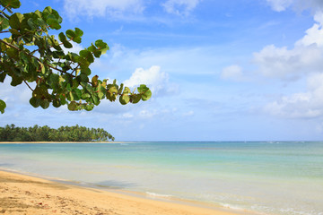 Caribbean sea and tree branch background.