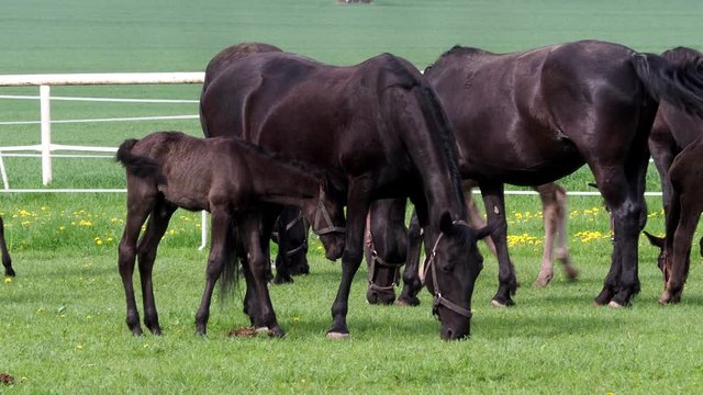 Horses with foals in a ranch. The group contains mostly mares with their foals.