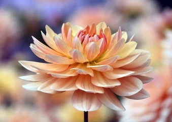 Foto auf Acrylglas Dahlie Nahaufnahme einer pastellfarbenen Dahlienblume
