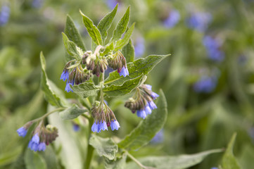 Glockenblume; klein; blau
