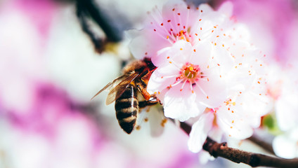 Springtime, white flowers blossom macro, bee collects pollen. Cherry tree buds, spring background..