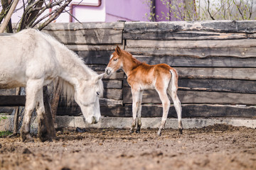 Naklejka na ściany i meble Newborn red-haired foal walks in the summer in the sun