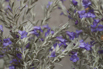 Obraz premium Fields Wild Flowers