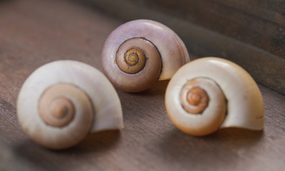 Drei Muscheln auf einem Holztisch oder Holz Hintergrund. Nahaufnahme