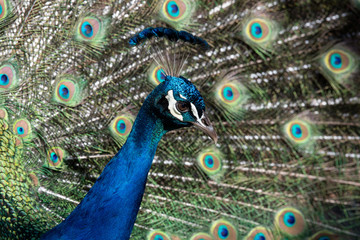Fototapeta na wymiar Beautiful Indian peafowl - Pavo cristatus - male bird