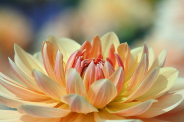 Closeup of a pastel colored dahlia flower - sunny bright look and feel