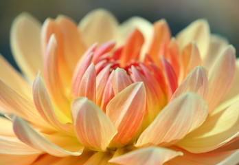 Fototapeta premium Closeup of a pastel colored dahlia flower - sunny bright look and feel