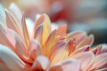 Photo sur Aluminium Dahlia Closeup of a pastel colored dahlia flower - sunny bright look and feel