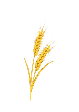 Ears of ripe yellow wheat on white background.