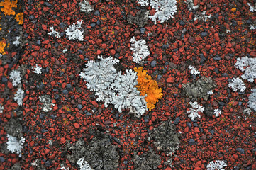 The lichen which grows on a roof creates bright and unique abstarktny patterns